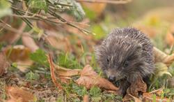 Igel